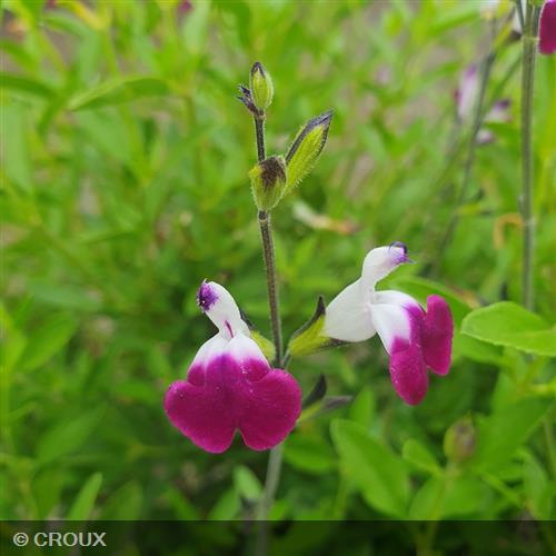 SALVIA greggii 'Amethyst Lips®'