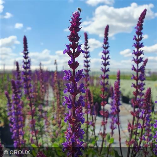 SALVIA nemorosa 'Caradonna'