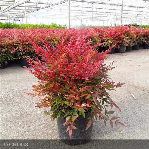 NANDINA domestica 'Obsessed®'