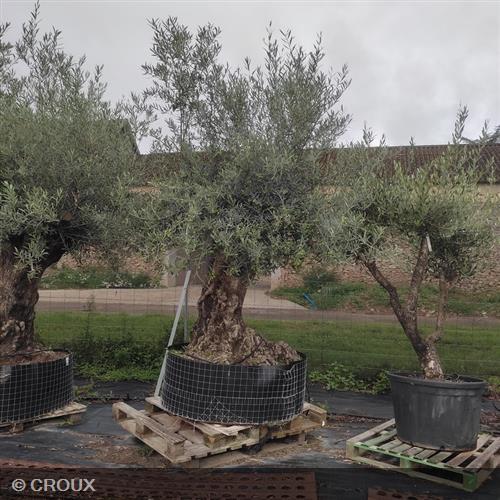OLEA europea Bola