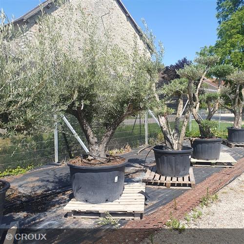 OLEA europea Plateau