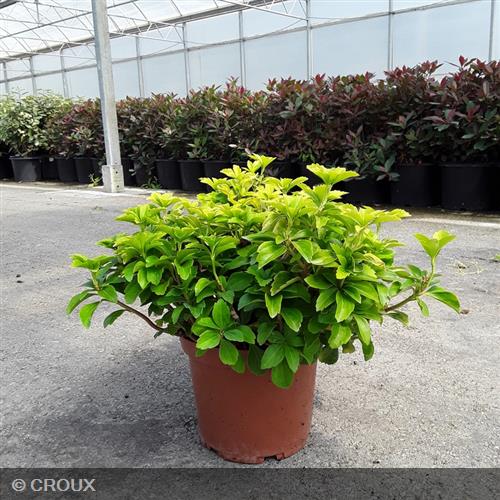 PACHYSANDRA terminalis Green sheen