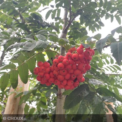 SORBUS aucuparia