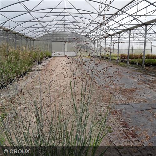 PANICUM virgatum 'Heavy Metal'