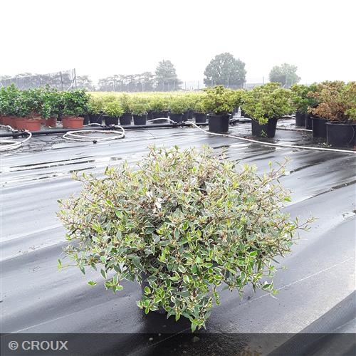 ABELIA x grandiflora 'Confetti®'