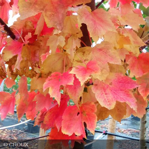 ACER rubrum 'October Glory'