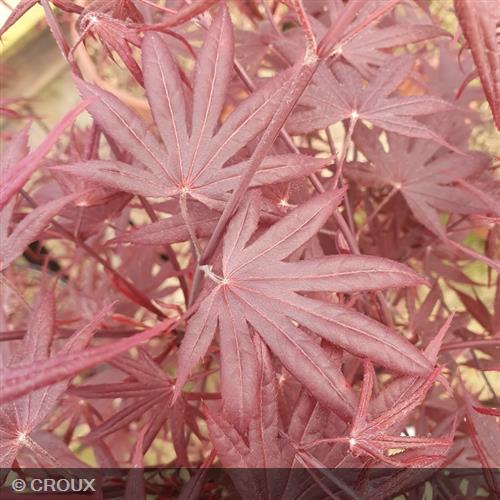 ACER palmatum 'Bloodgood'