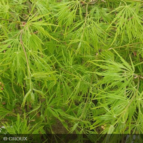 ACER palmatum 'Dissectum'