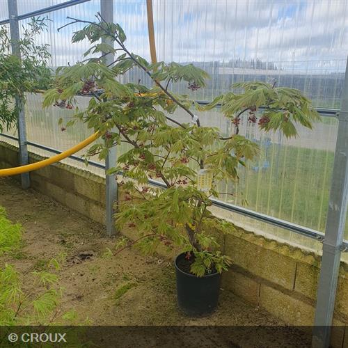 ACER japonicum 'Aconitifolium'