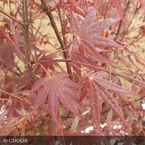 ACER palmatum 'Atropurpureum'