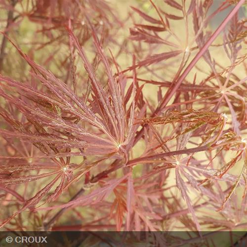 ACER palmatum 'Dissectum Garnet'