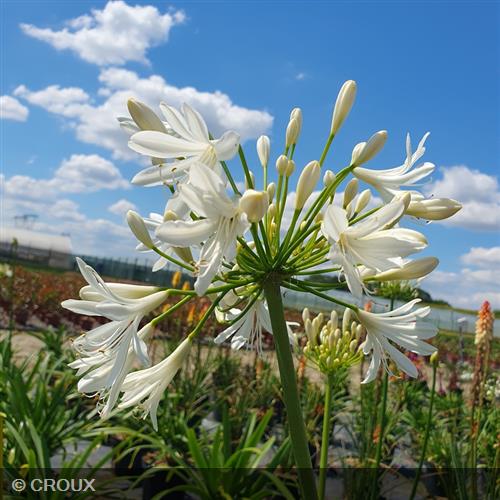 AGAPANTHUS africanus 'Albus'