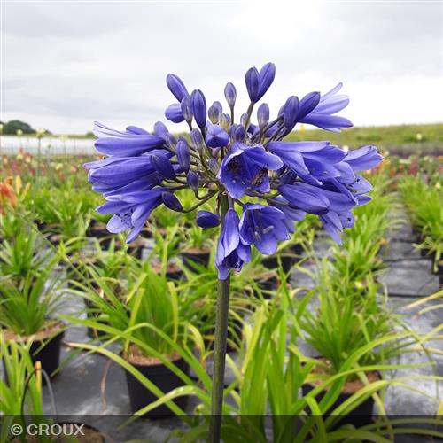 AGAPANTHUS africanus 'Bleu'