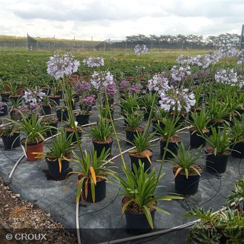 AGAPANTHUS x 'Blue Triumphator'