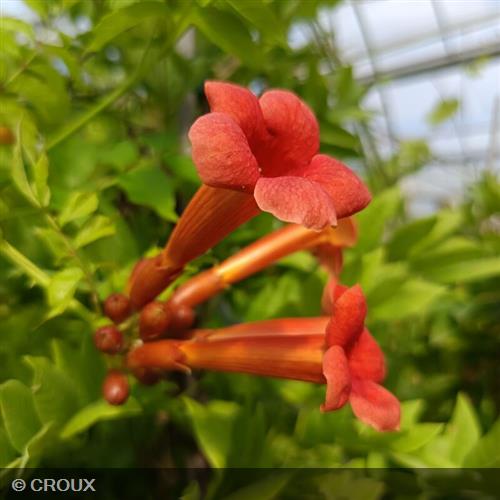 CAMPSIS x tagliabuana 'Madame Galen'