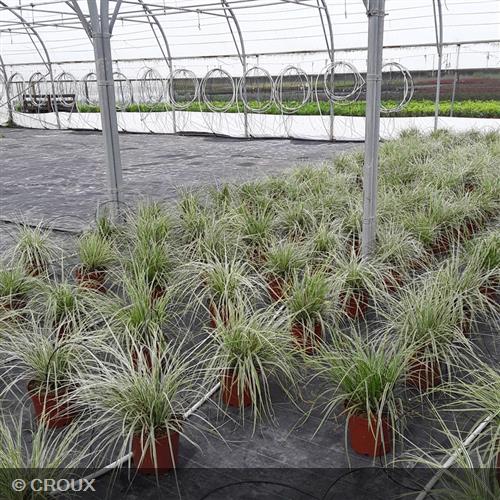 CAREX oshimensis 'Everest'