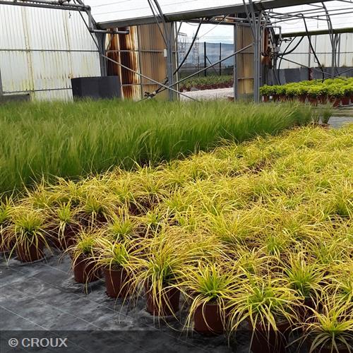 CAREX oshimensis 'Everillo®'