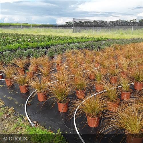 CAREX testacea 'Prairie Fire'