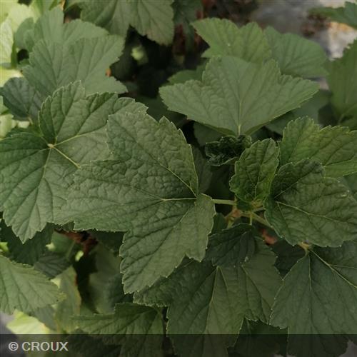 RIBES nigrum 'Andega'