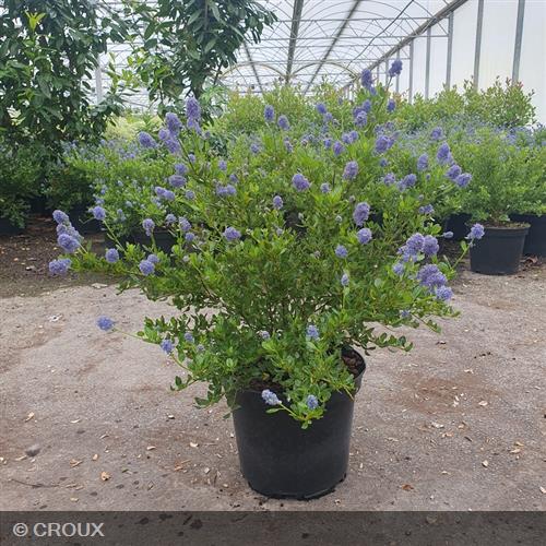 CEANOTHUS thyrsiflorus 'Skylark'