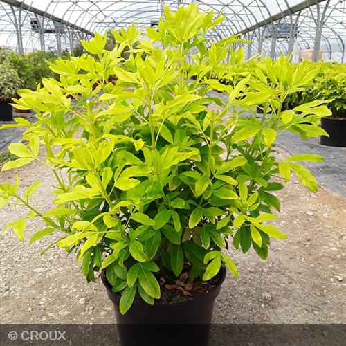 CHOISYA ternata 'Sundance® Lich'