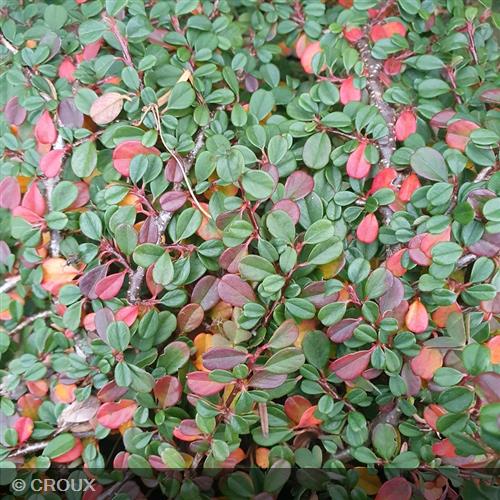 COTONEASTER microphyllus 'Streib's Findling'