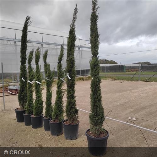 CUPRESSUS sempervirens 'Totem'