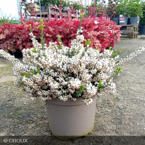 ERICA darleyensis 'White Perfection'