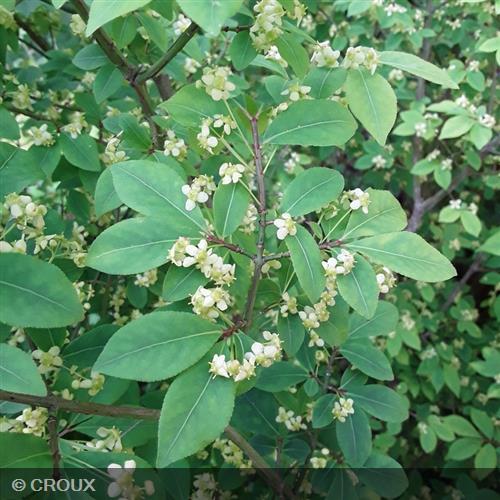 EUONYMUS alatus 'Compactus'