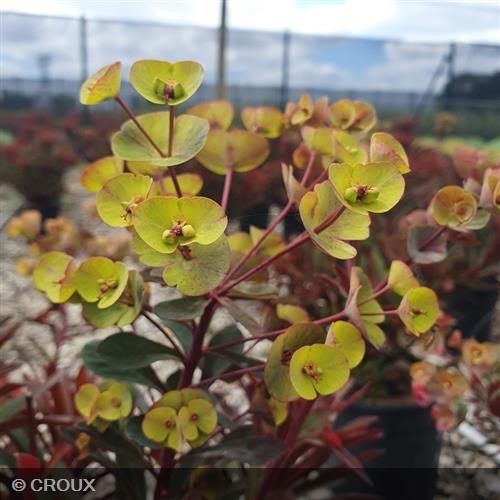 EUPHORBIA characias 'Miners Merlot®'