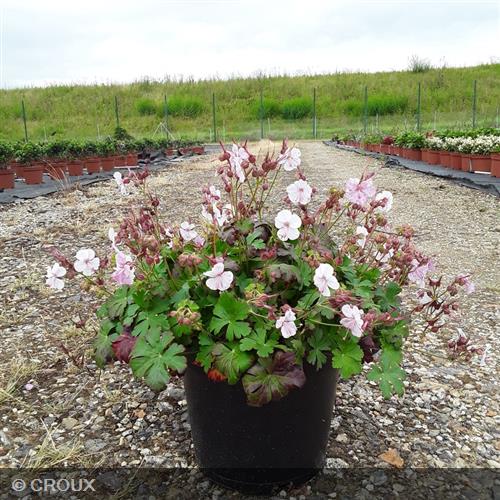 GERANIUM cantabrigiense 'Biokovo'