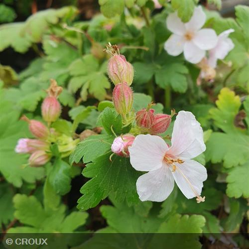GERANIUM macrorrhizum 'Spessart'