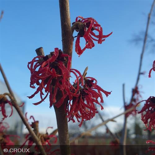 HAMAMELIS x intermedia 'Ruby Glow'