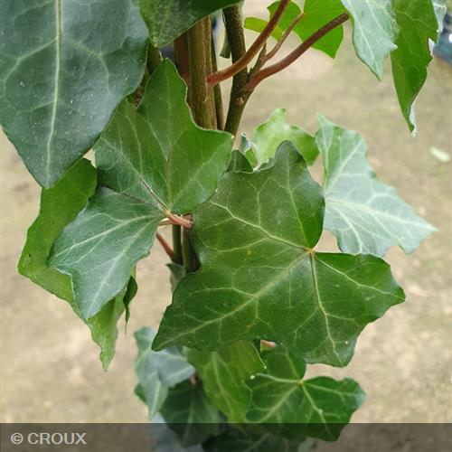 HEDERA helix 'Hibernica'