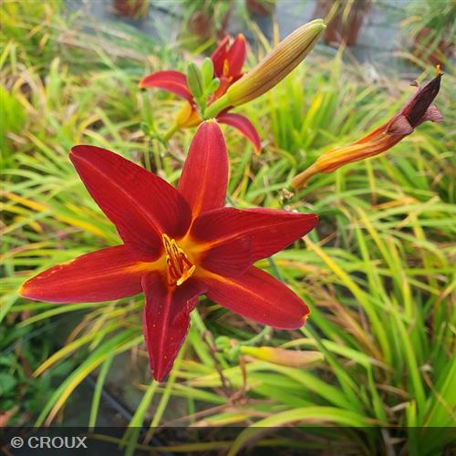HEMEROCALLIS 'Sammy Russell'