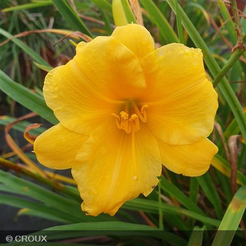 HEMEROCALLIS 'Stella de Oro'