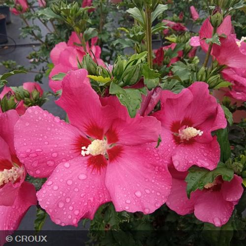 HIBISCUS syriacus 'Sup’Bridge®'