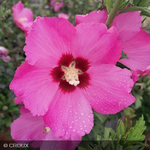 HIBISCUS syriacus 'Pink Giant®'