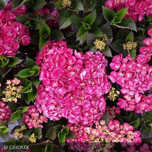 HYDRANGEA macrophylla 'Julisa®'