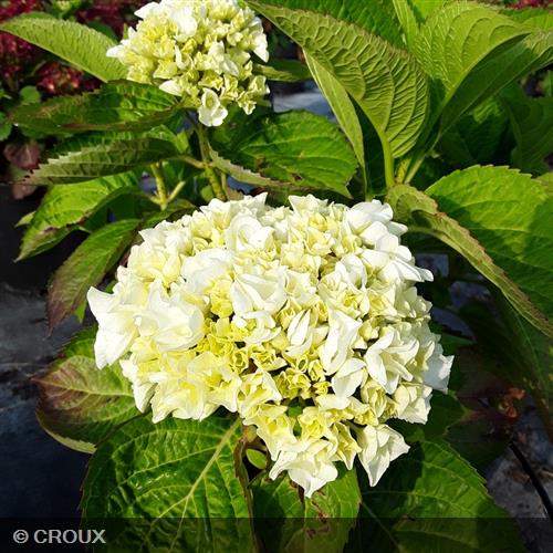 HYDRANGEA macrophylla 'Wudu®'