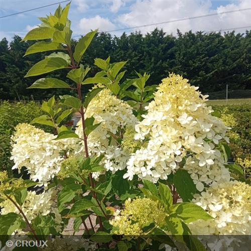 HYDRANGEA paniculata 'Phantom'