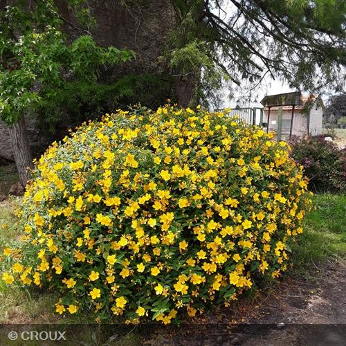 HYPERICUM hookeranium 'Hidcote'
