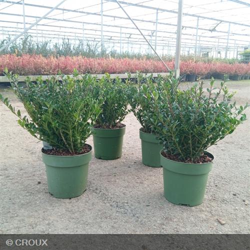 ILEX crenata ‘Dark Green®'