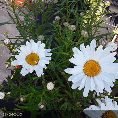 LEUCANTHEMUM x superbum 'Silberprinzesschen'