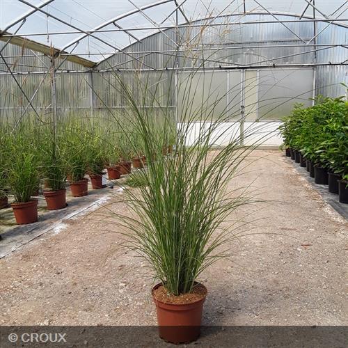 MISCANTHUS sinensis 'Gracillimus'