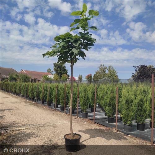 PAULOWNIA fortunei 'Fast Blue® Minfast'