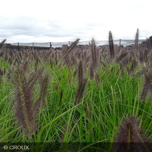 PENNISETUM alopecuroides 'Black Beauty'