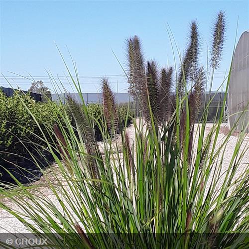 PENNISETUM alopecuroides 'Red Head'