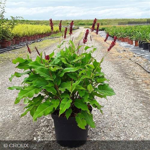 PERSICARIA amplexicaulis 'Fat Domino®'