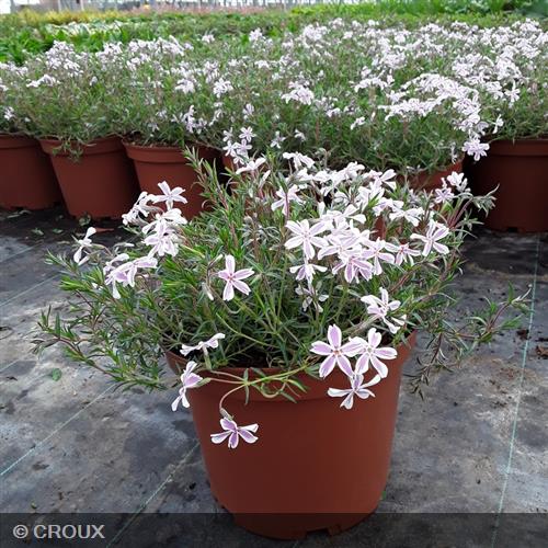 PHLOX subulata 'Candy Stripes'